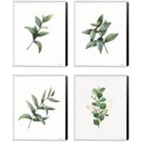 Framed Eucalyptus  4 Piece Canvas Print Set