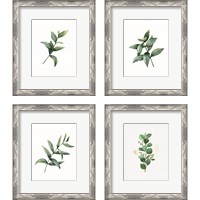 Framed 'Eucalyptus  4 Piece Framed Art Print Set' border=