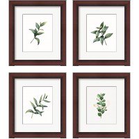 Framed Eucalyptus  4 Piece Framed Art Print Set