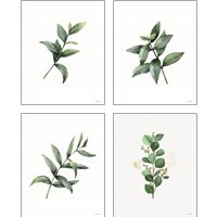 Framed Eucalyptus  4 Piece Art Print Set