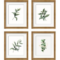 Framed Eucalyptus  4 Piece Framed Art Print Set