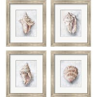 Framed 'White Shell Study 4 Piece Framed Art Print Set' border=