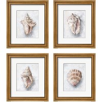 Framed White Shell Study 4 Piece Framed Art Print Set
