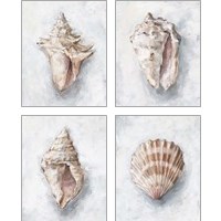 Framed White Shell Study 4 Piece Art Print Set