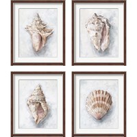 Framed 'White Shell Study 4 Piece Framed Art Print Set' border=