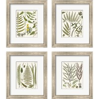 Framed Fanciful Ferns 4 Piece Framed Art Print Set