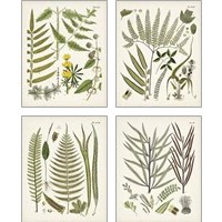 Framed 'Fanciful Ferns 4 Piece Art Print Set' border=