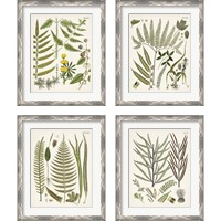 Framed 'Fanciful Ferns 4 Piece Framed Art Print Set' border=
