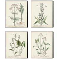 Framed 'Antique Herbs 4 Piece Canvas Print Set' border=
