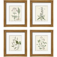 Framed Antique Herbs 4 Piece Framed Art Print Set