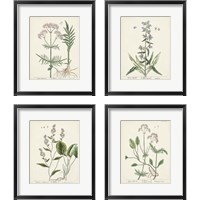 Framed Antique Herbs 4 Piece Framed Art Print Set