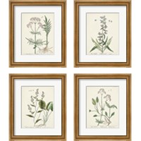 Framed Antique Herbs 4 Piece Framed Art Print Set