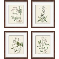 Framed 'Antique Herbs 4 Piece Framed Art Print Set' border=
