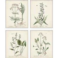 Framed 'Antique Herbs 4 Piece Art Print Set' border=