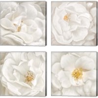 Framed Neutral Rose 4 Piece Canvas Print Set