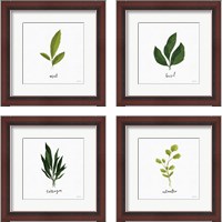 Framed Herbs 4 Piece Framed Art Print Set