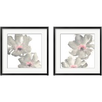 Framed Gray Blush Cosmos on White 2 Piece Framed Art Print Set
