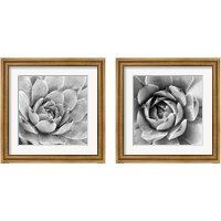 Framed 'Garden Succulent 2 Piece Framed Art Print Set' border=