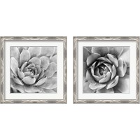 Framed Garden Succulent 2 Piece Framed Art Print Set