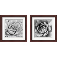 Framed 'Garden Succulent 2 Piece Framed Art Print Set' border=