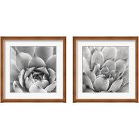 Framed 'Garden Succulent 2 Piece Framed Art Print Set' border=