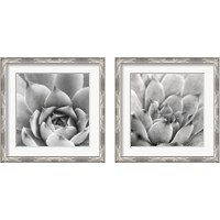 Framed 'Garden Succulent 2 Piece Framed Art Print Set' border=