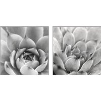 Framed 'Garden Succulent 2 Piece Art Print Set' border=