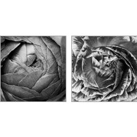 Framed Ranunculus Abstract BW 2 Piece Art Print Set