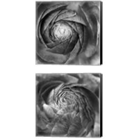 Framed 'Ranunculus Abstract BW 2 Piece Canvas Print Set' border=