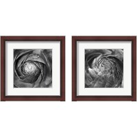 Framed Ranunculus Abstract BW 2 Piece Framed Art Print Set