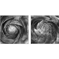 Framed Ranunculus Abstract BW 2 Piece Art Print Set