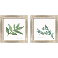 Framed Herbs 2 Piece Framed Art Print Set