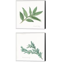 Framed Herbs 2 Piece Canvas Print Set