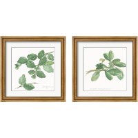 Framed 'Herbs on White 2 Piece Framed Art Print Set' border=