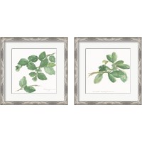 Framed 'Herbs on White 2 Piece Framed Art Print Set' border=