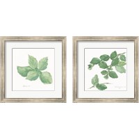 Framed Herbs on White 2 Piece Framed Art Print Set