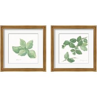 Framed 'Herbs on White 2 Piece Framed Art Print Set' border=