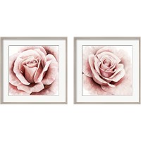 Framed 'Pink Rose 2 Piece Framed Art Print Set' border=