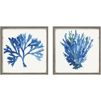 Framed 'Blue and Green Coral  2 Piece Framed Art Print Set' border=