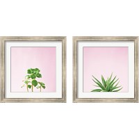 Framed 'Succulent Simplicity on Pink 2 Piece Framed Art Print Set' border=