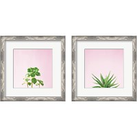 Framed 'Succulent Simplicity on Pink 2 Piece Framed Art Print Set' border=