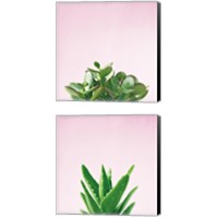 Framed 'Succulent Simplicity on Pink 2 Piece Canvas Print Set' border=