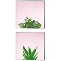 Framed 'Succulent Simplicity on Pink 2 Piece Canvas Print Set' border=