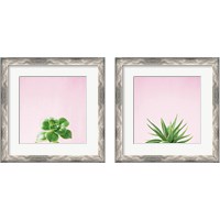 Framed 'Succulent Simplicity on Pink 2 Piece Framed Art Print Set' border=