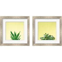 Framed Succulent Simplicity 2 Piece Framed Art Print Set