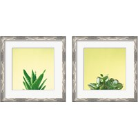 Framed 'Succulent Simplicity 2 Piece Framed Art Print Set' border=