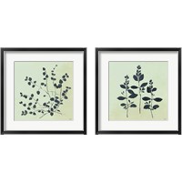 Framed Botanical Study Sage 2 Piece Framed Art Print Set