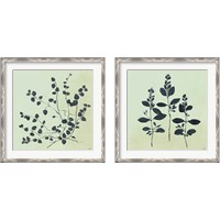Framed 'Botanical Study Sage 2 Piece Framed Art Print Set' border=