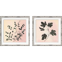 Framed 'Botanical Study Blush 2 Piece Framed Art Print Set' border=