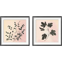 Framed Botanical Study Blush 2 Piece Framed Art Print Set